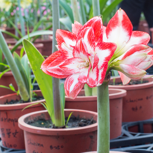Amaryllis