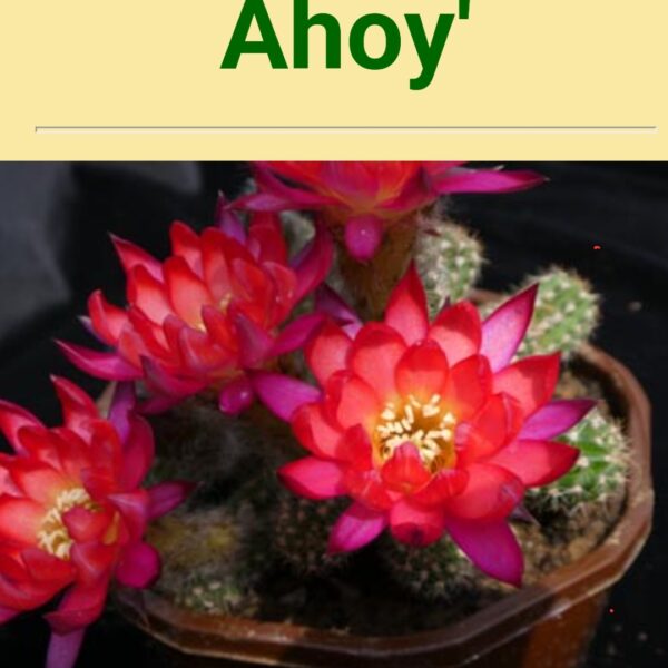 Echinopsis - Peanut Cactus - Ahoy