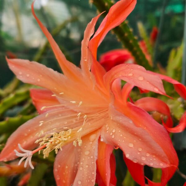 Aporocactus - Rattails - Odalesque