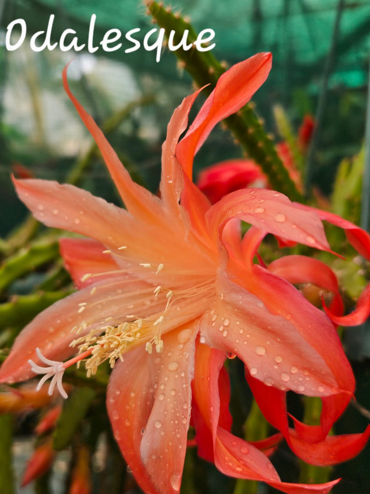 Aporocactus - Rattails - Odalesque