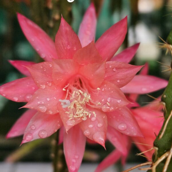 Aporocactus - Rattails - Beauty