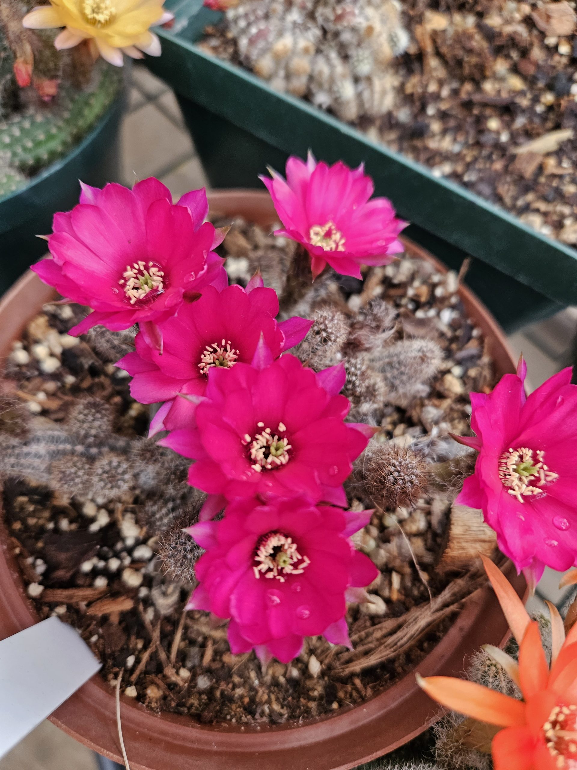 Echinopsis - Peanut Cactus - Blush - Image 2