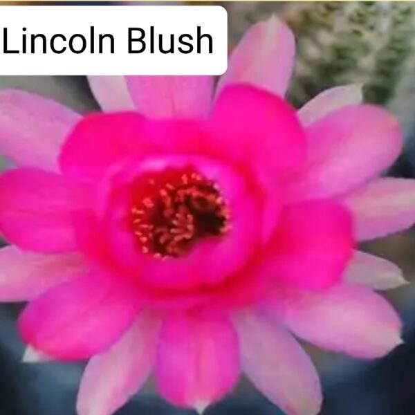 Echinopsis - Peanut Cactus - Blush
