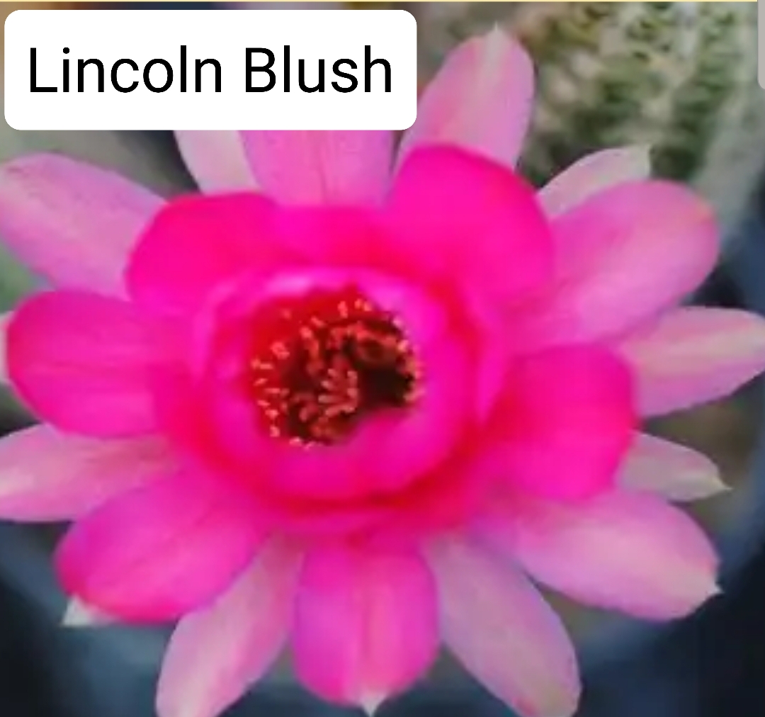 Echinopsis - Peanut Cactus - Blush