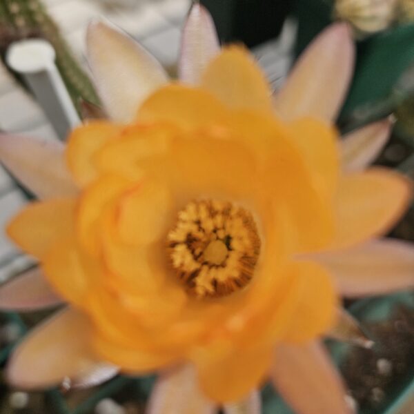 Echinopsis - Peanut Cactus - Brilliance