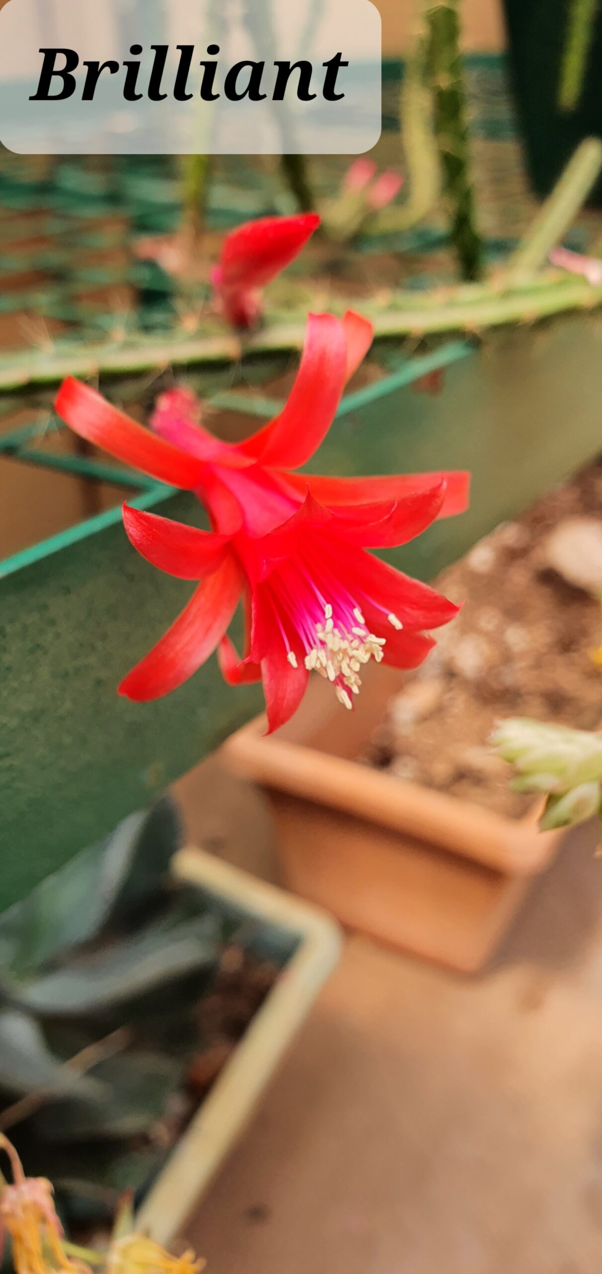 Aporocactus - Rattails - Brilliant - Image 2