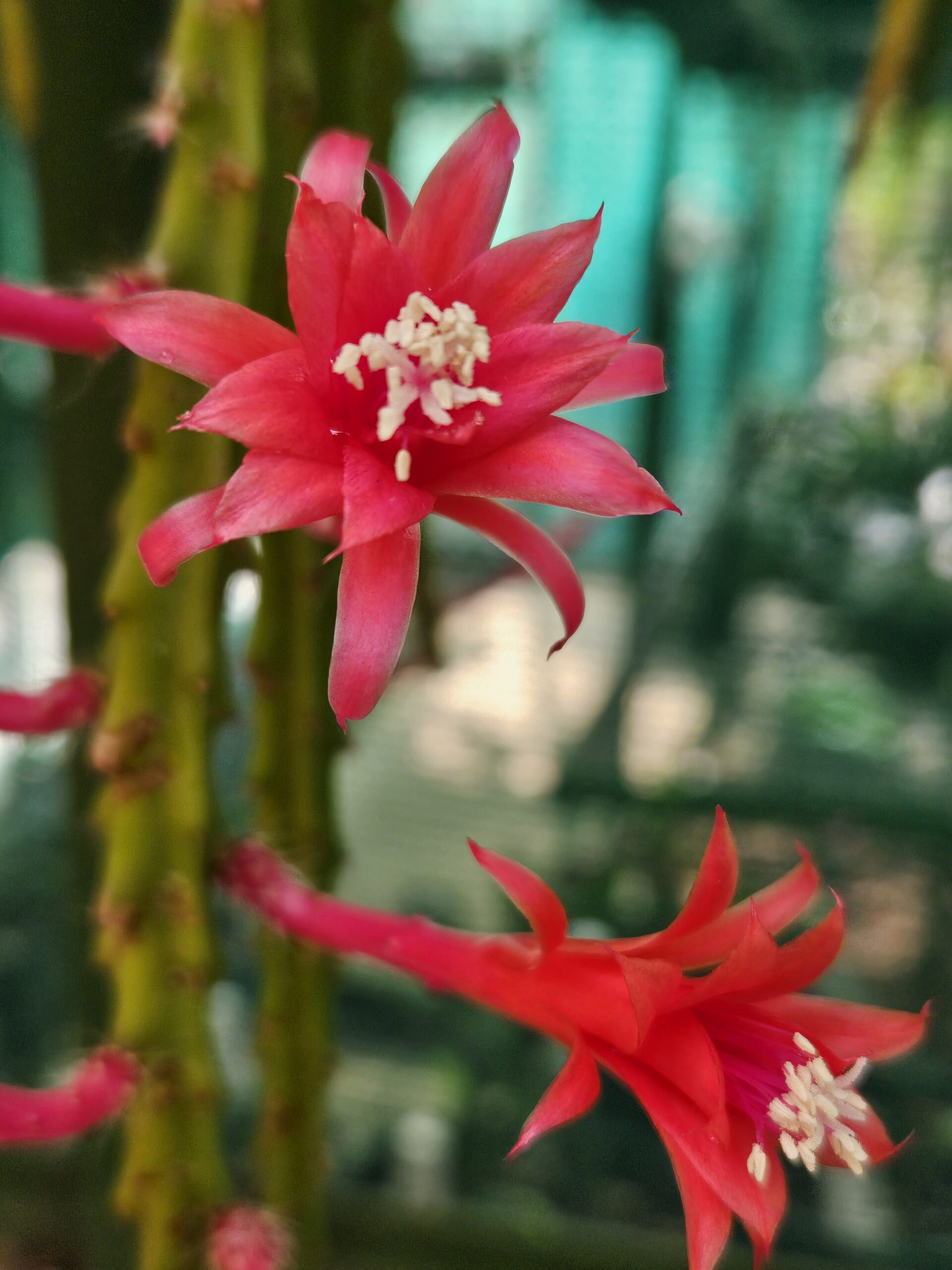Aporocactus - Rattails - Brilliant