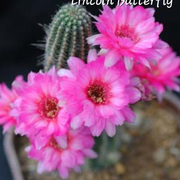 Echinopsis - Peanut Cactus - Butterfly
