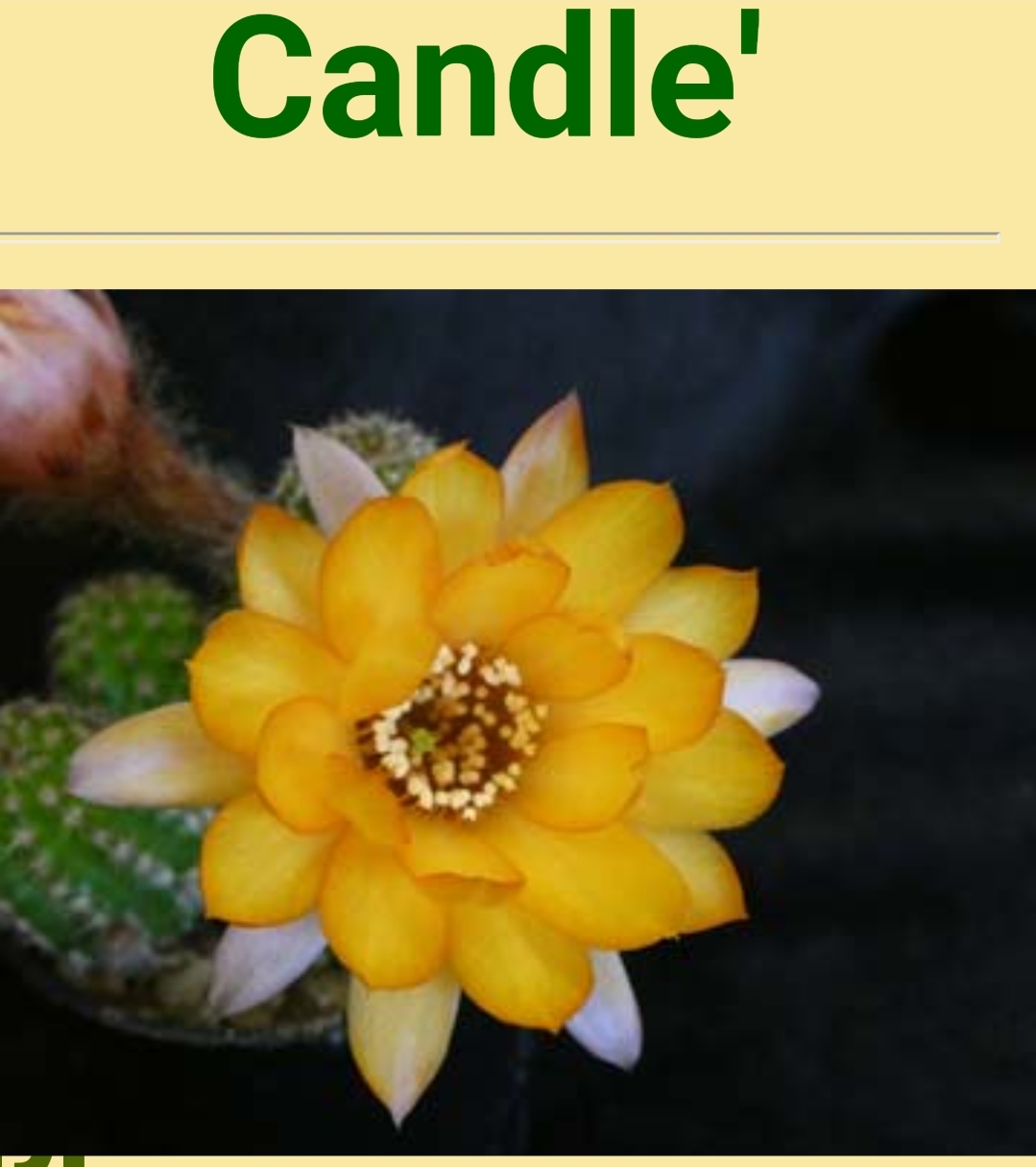 Echinopsis - Peanut Cactus - Candle