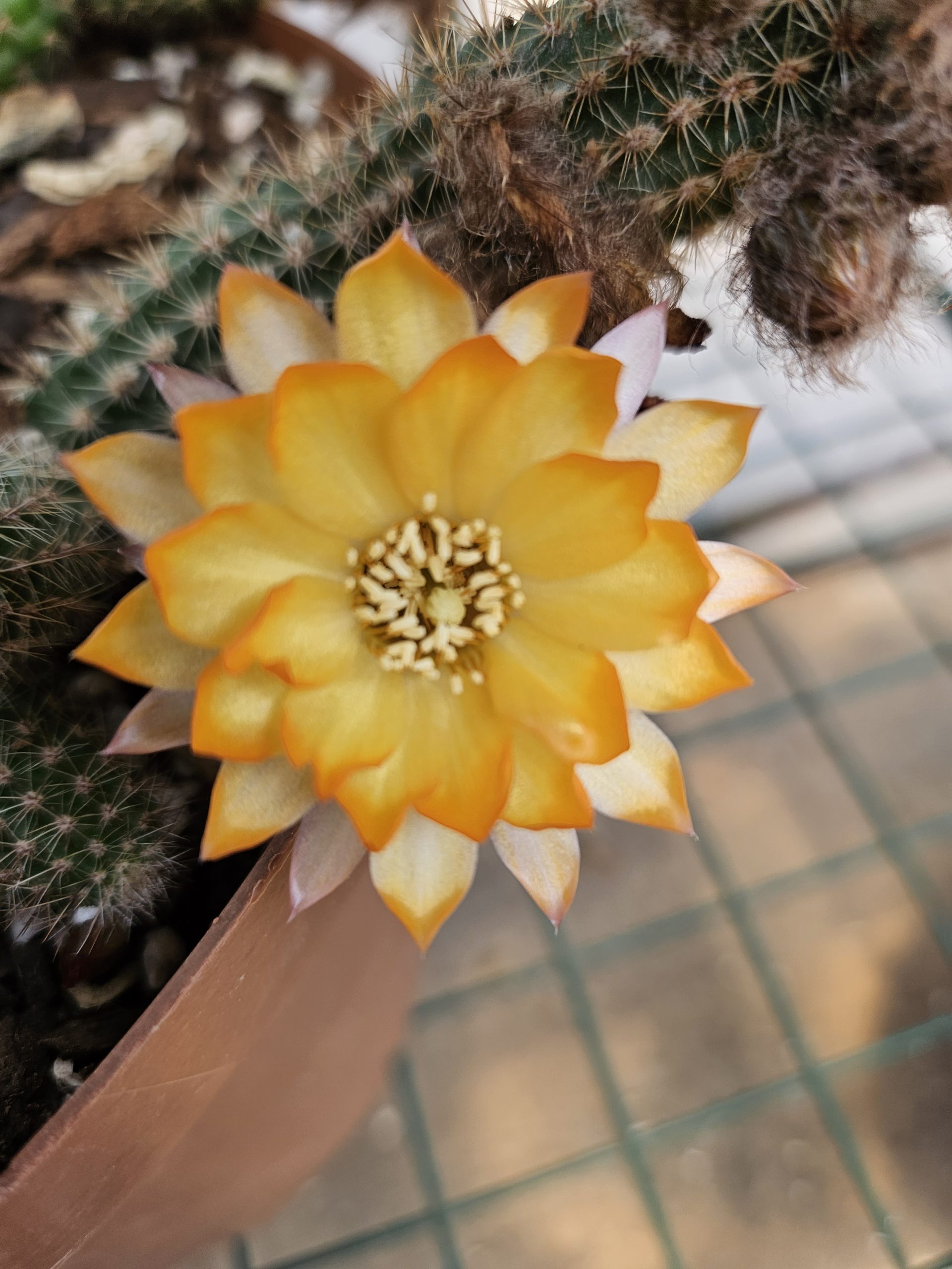 Echinopsis - Peanut Cactus - Candle - Image 2