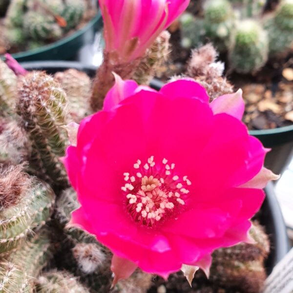 Echinopsis - Peanut Cactus - Cherise