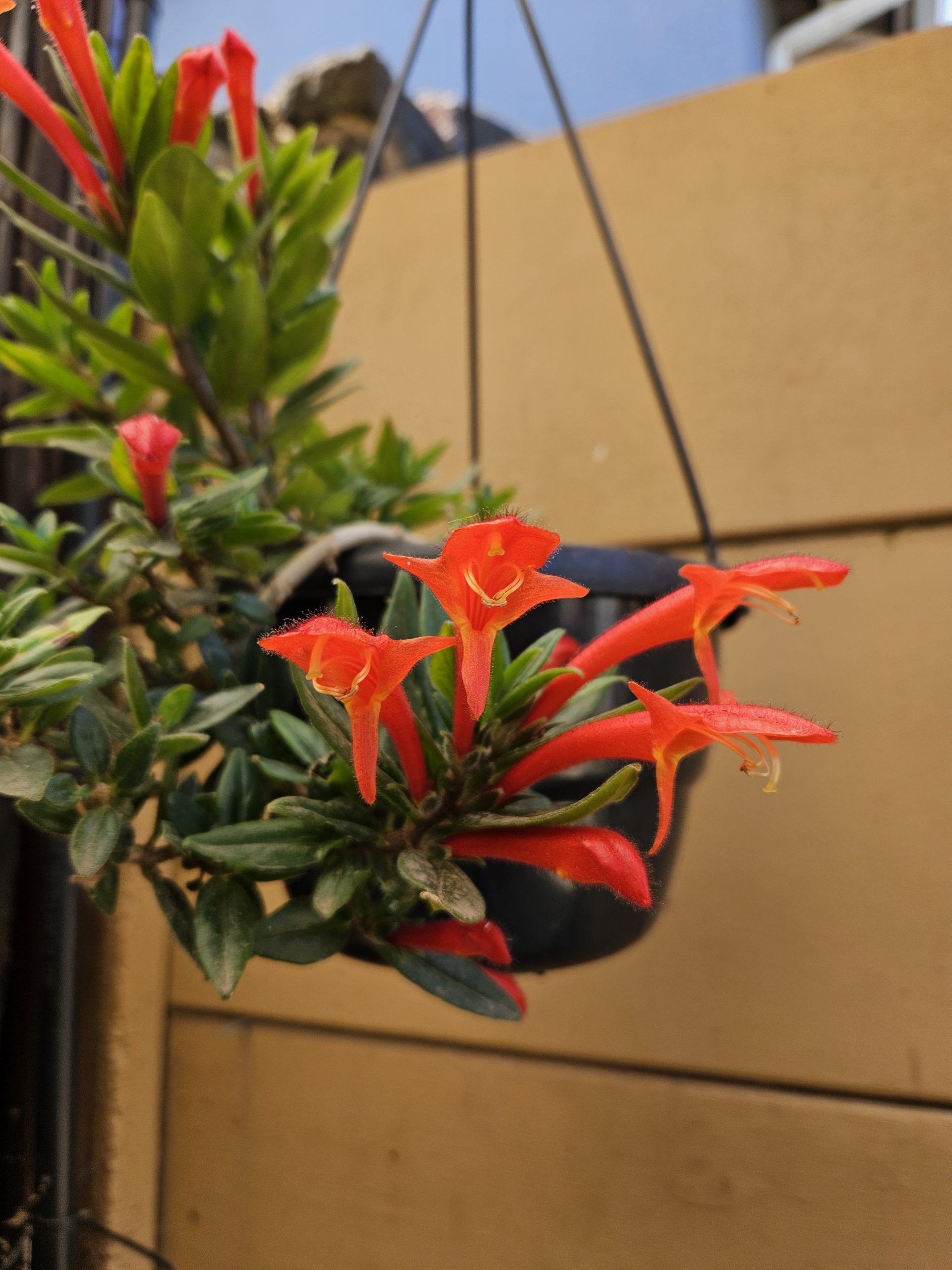 Columnea - Gold fish