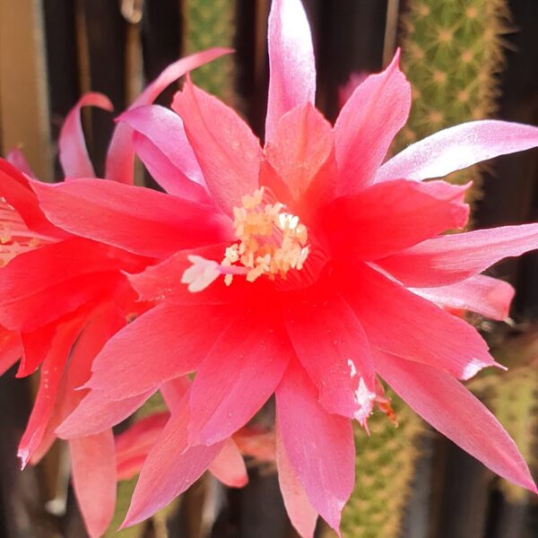 Aporocactus - Rattails - Conzatti