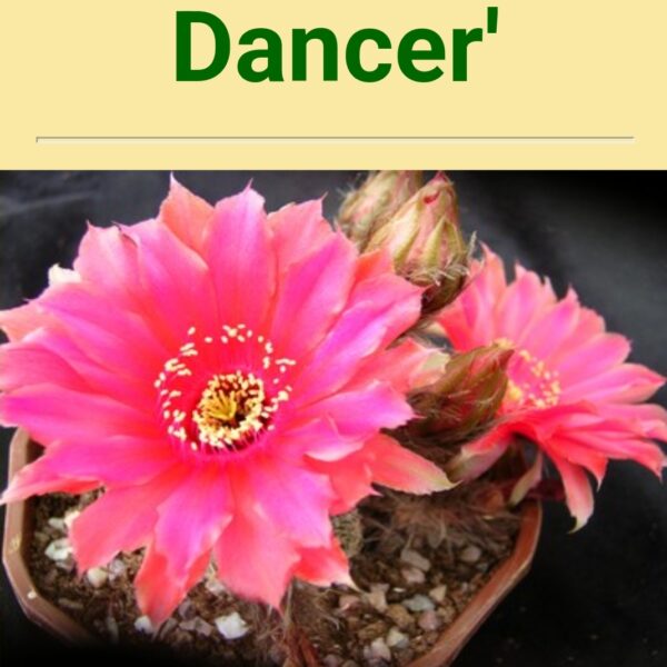 Echinopsis - Peanut Cactus - Dancer
