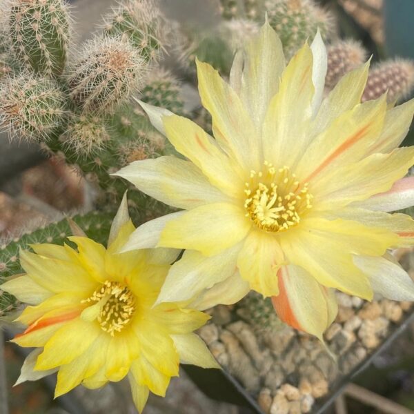 Echinopsis - Peanut Cactus - Day Tripper