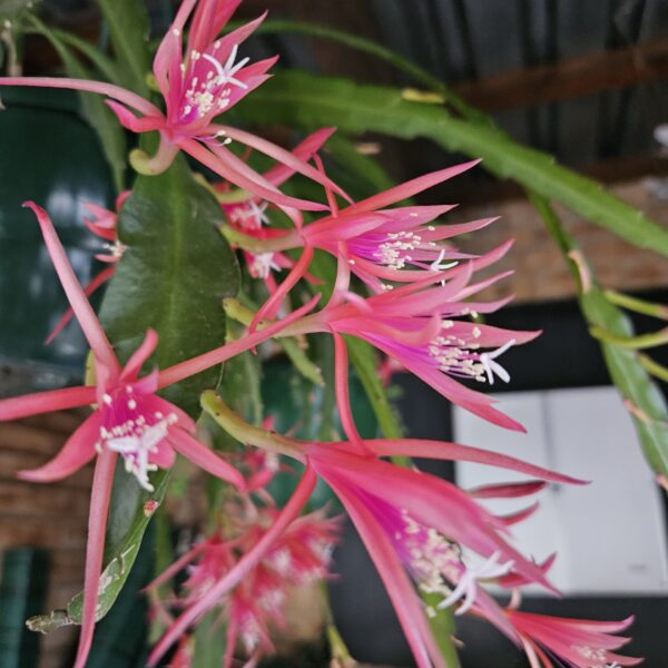 Disocactus Biformis