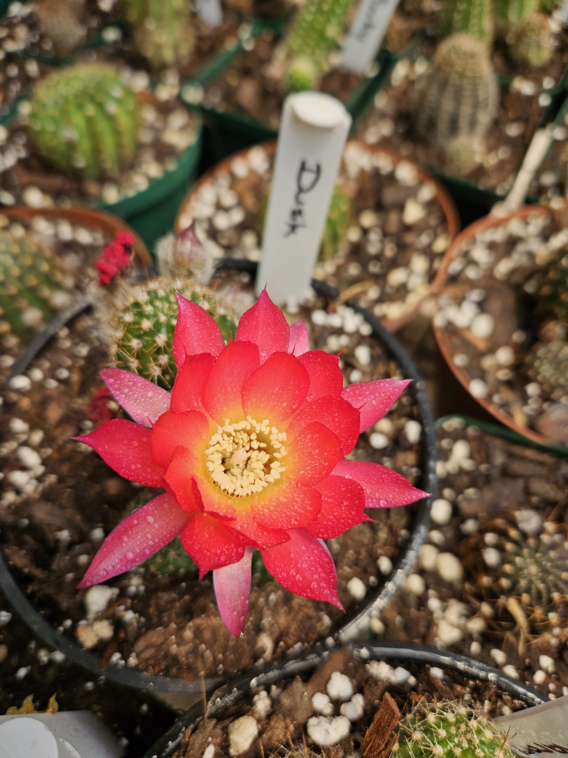 Echinopsis - Peanut Cactus - Dusk