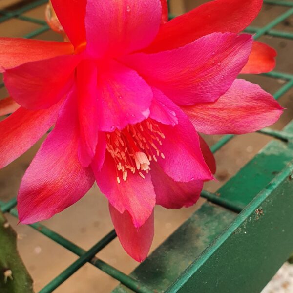 Aporocactus - Rattails - Edna Bellamy