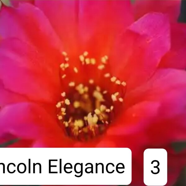 Echinopsis - Peanut Cactus - Elegance