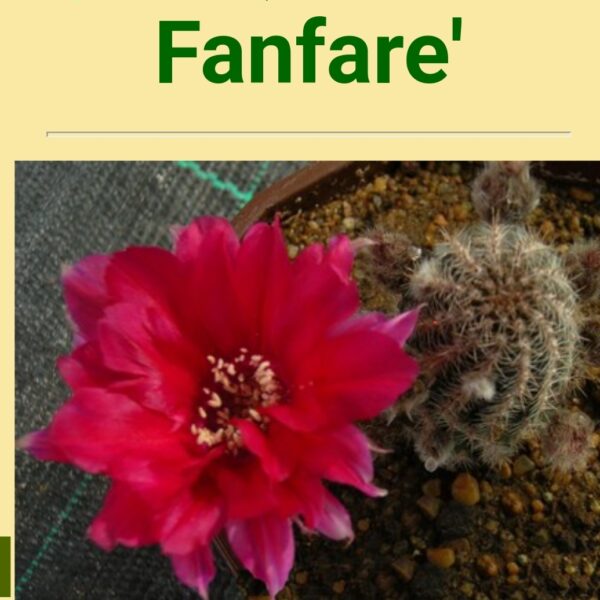 Echinopsis - Peanut Cactus - Fanfare