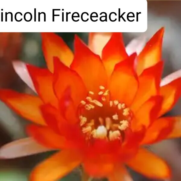 Echinopsis - Peanut Cactus - Firecracker