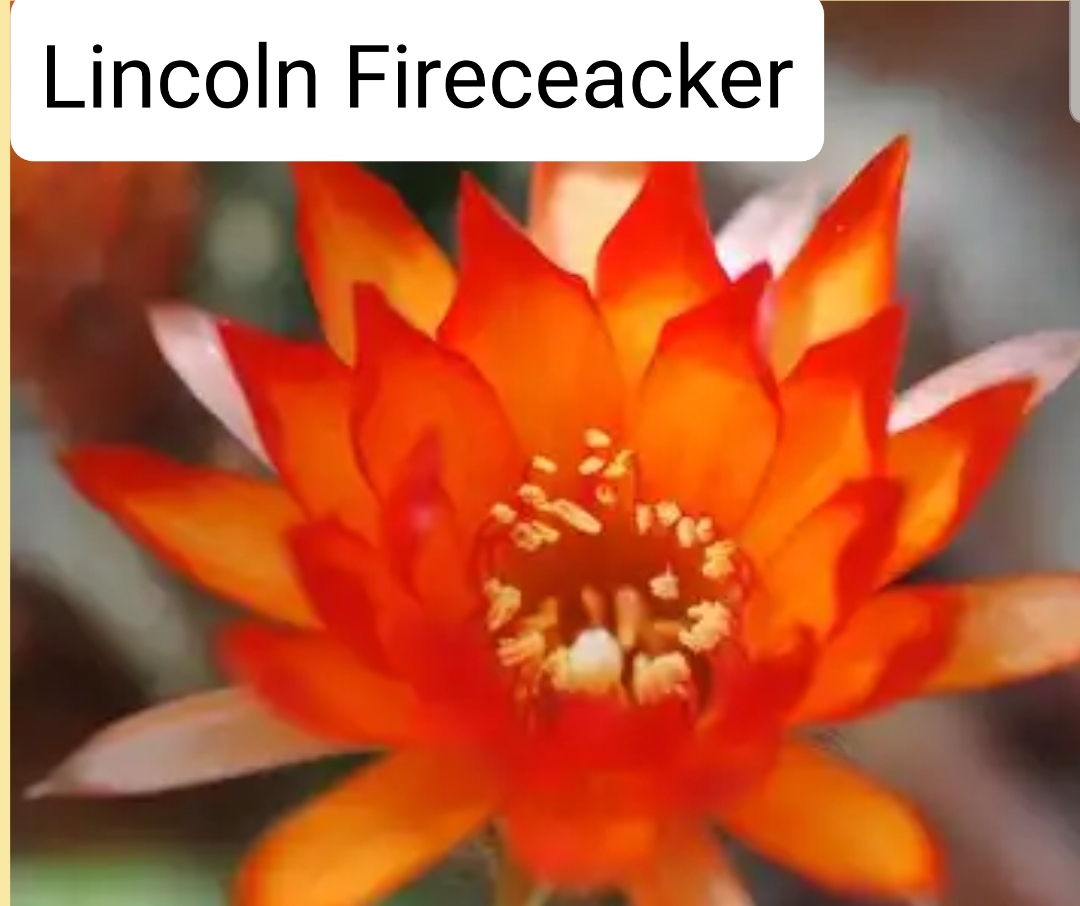 Echinopsis - Peanut Cactus - Firecracker