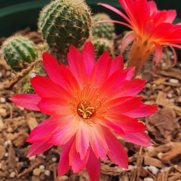 Echinopsis - Peanut Cactus - Friend