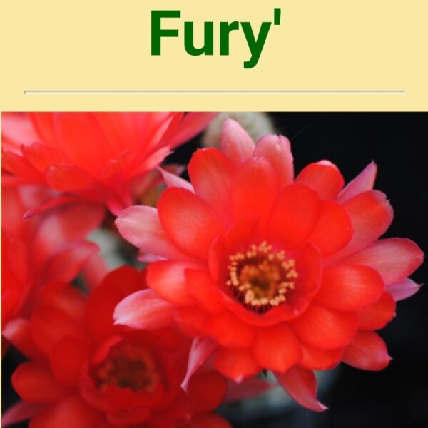 Echinopsis - Peanut Cactus - Fury