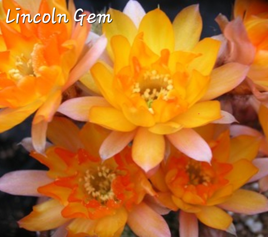 Echinopsis - Peanut Cactus - Gem