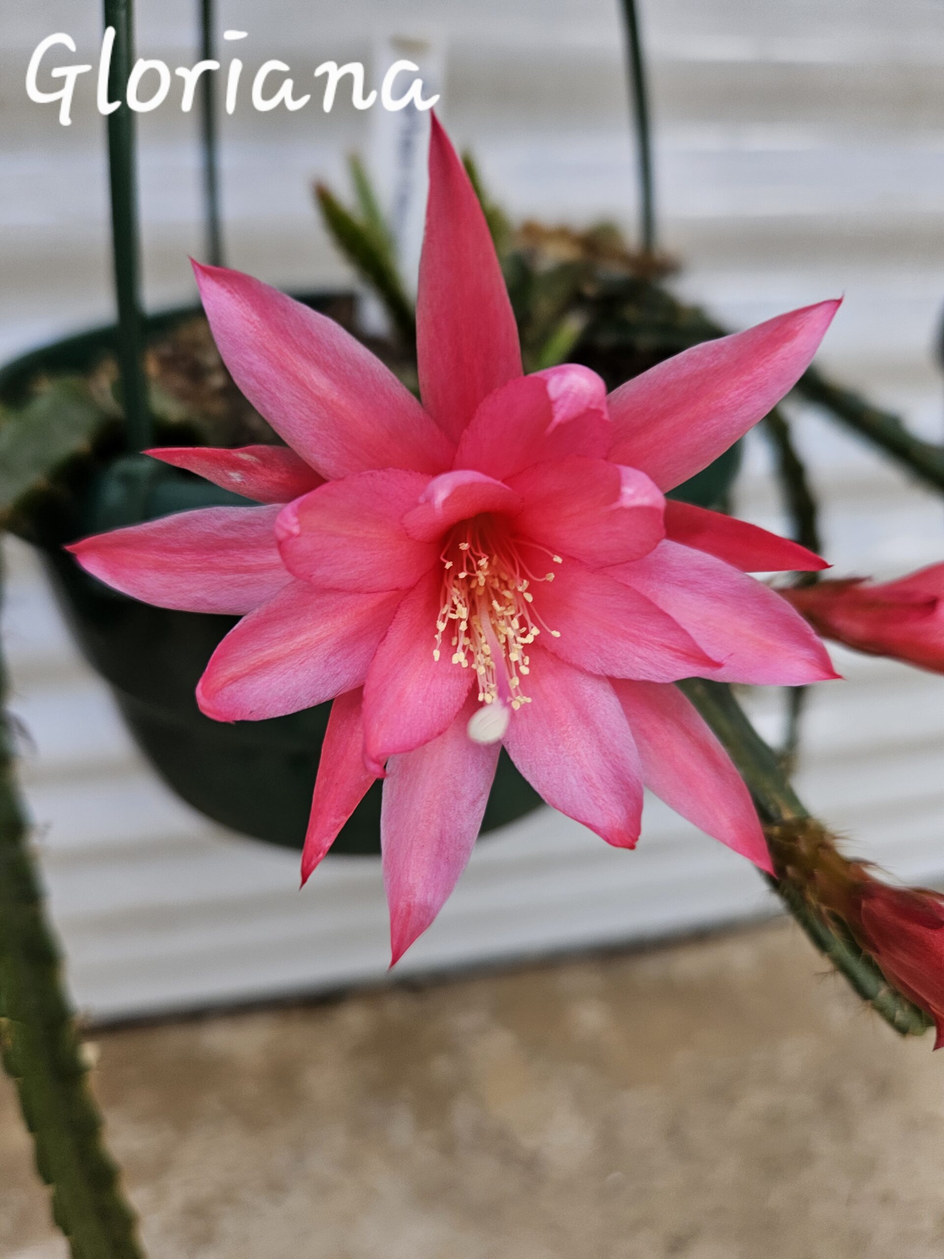 Aporocactus - Rattails - Gloriana