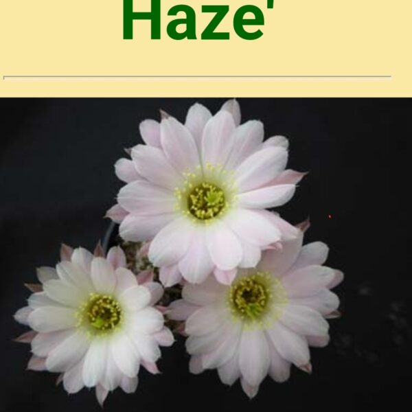 Echinopsis - Peanut Cactus - Haze