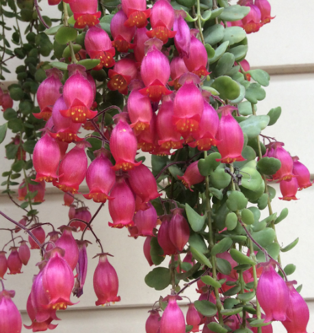 Kalachoe Uniflora