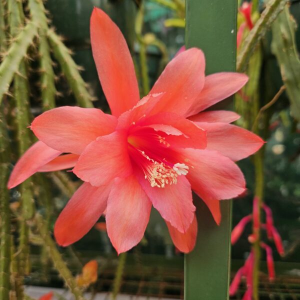 Aporocactus - Rattails - Lawrence