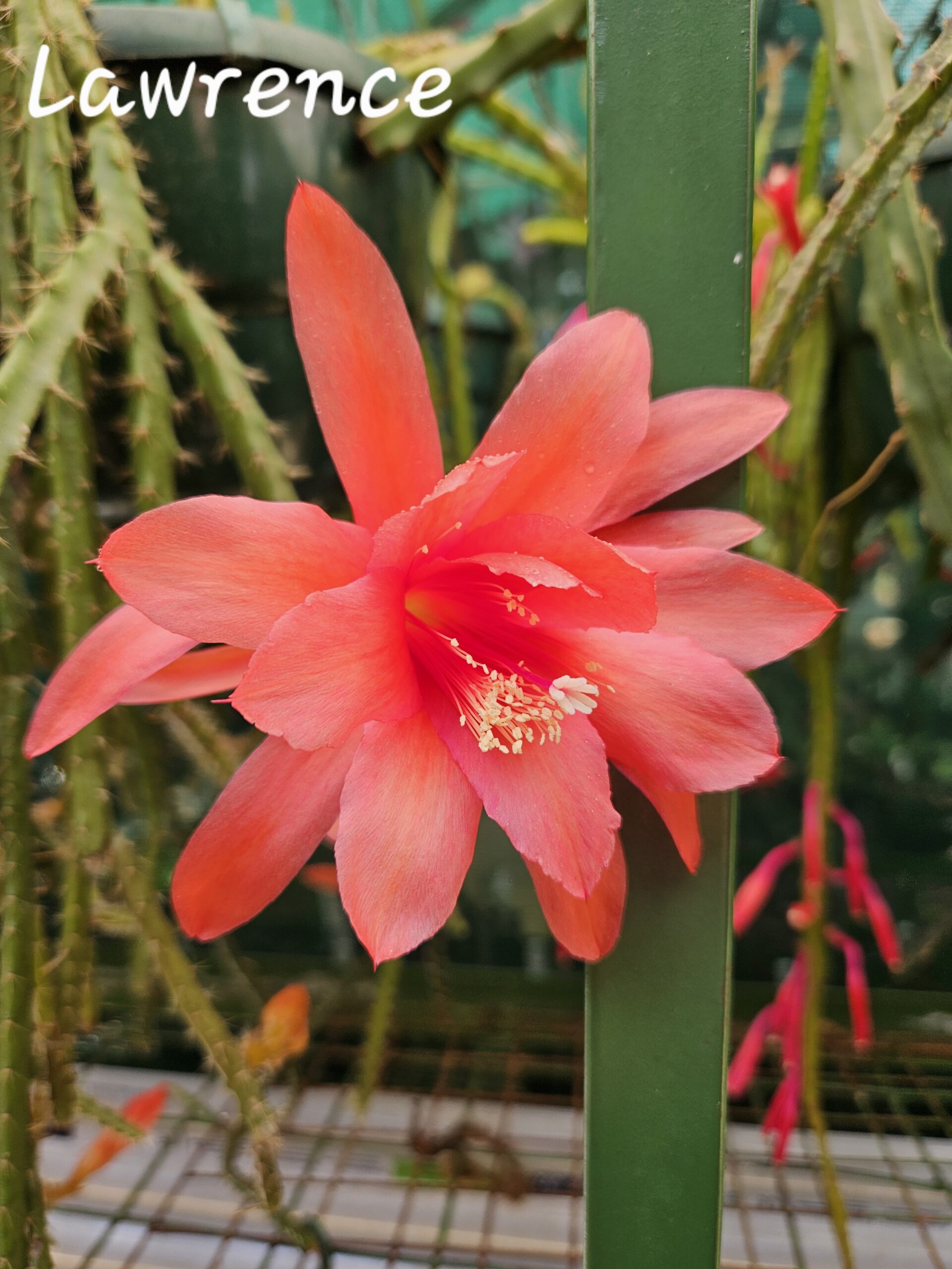 Aporocactus - Rattails - Lawrence