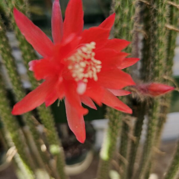 Aporocactus - Rattails - Leptophis