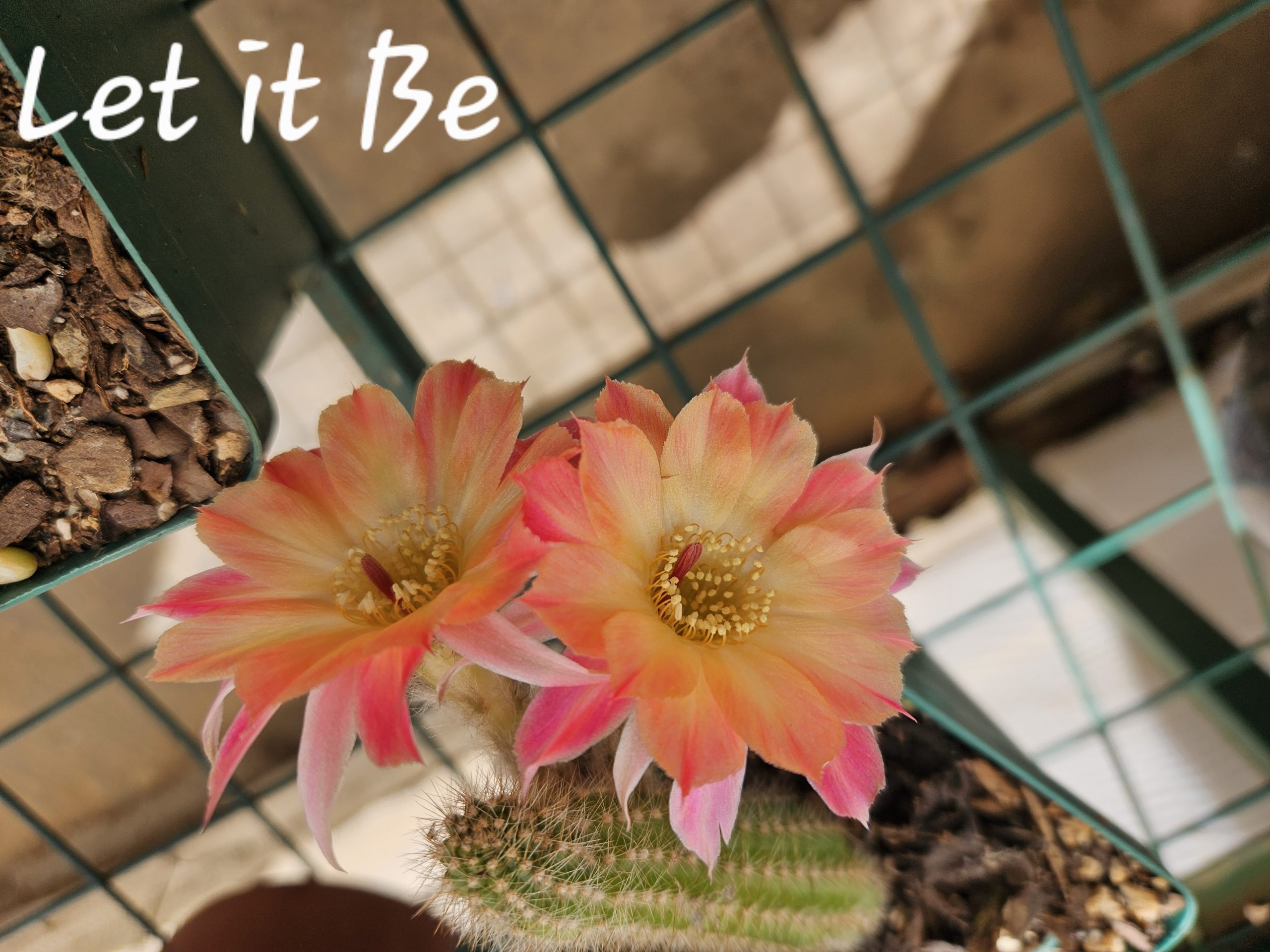 Echinopsis - Peanut Cactus - Let it Be
