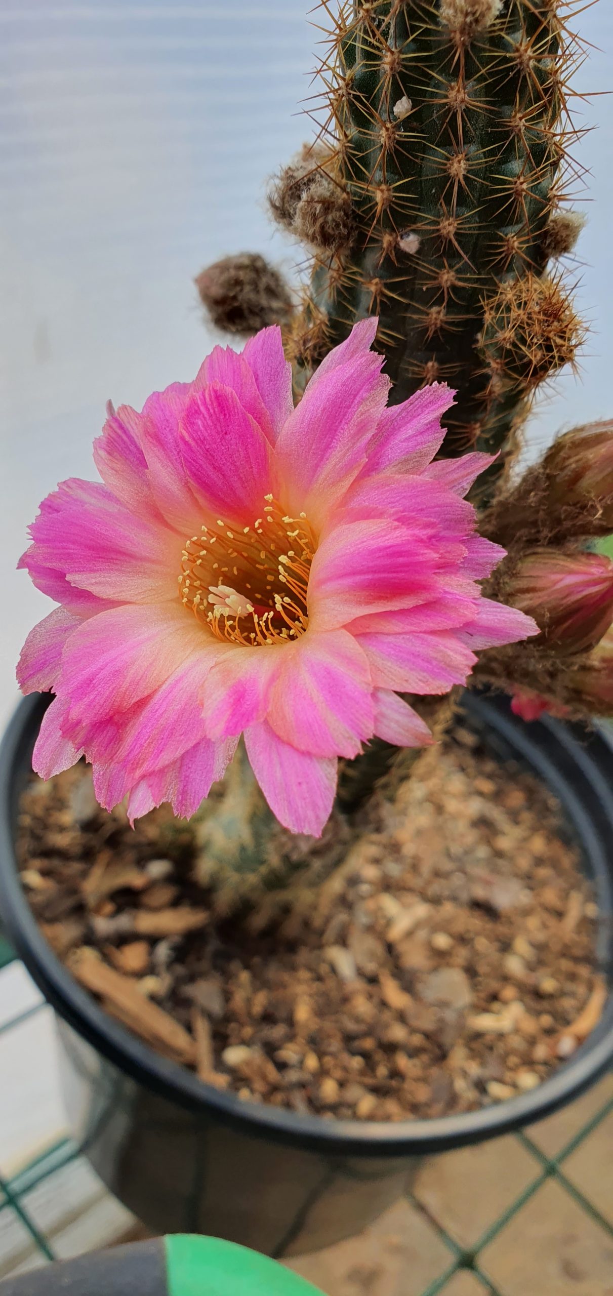 Echinopsis - Peanut Cactus - Let it Be - Image 2