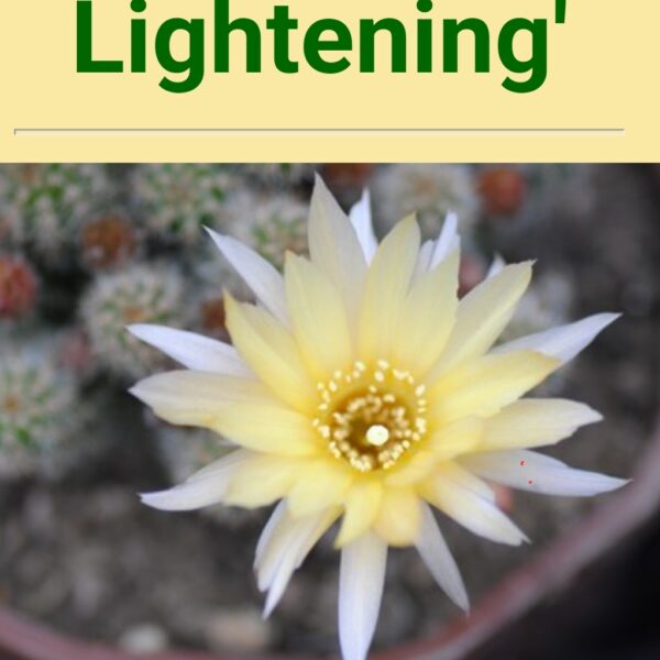 Echinopsis - Peanut Cactus - Lightening