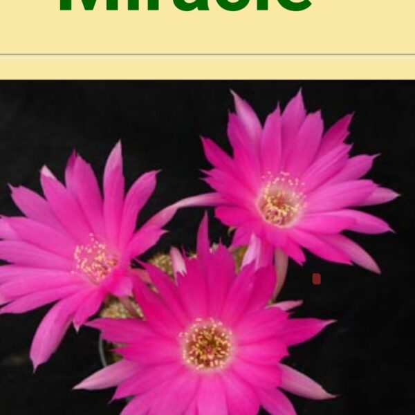Echinopsis - Peanut Cactus - Miracle