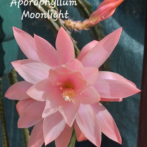 Aporocactus - Rattails - Moonlight