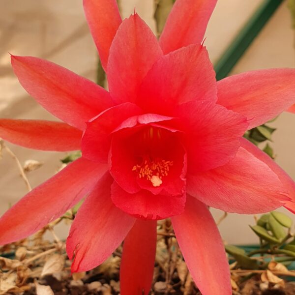 Aporocactus - Rattails - Oakleigh Conquest