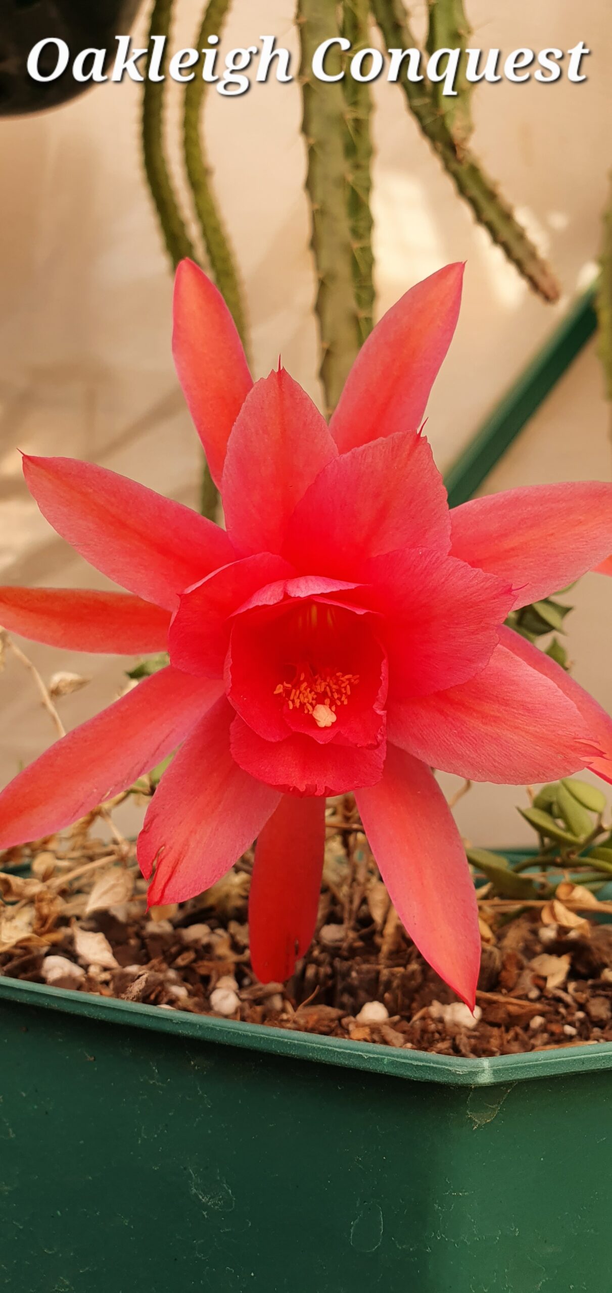 Aporocactus - Rattails - Oakleigh Conquest