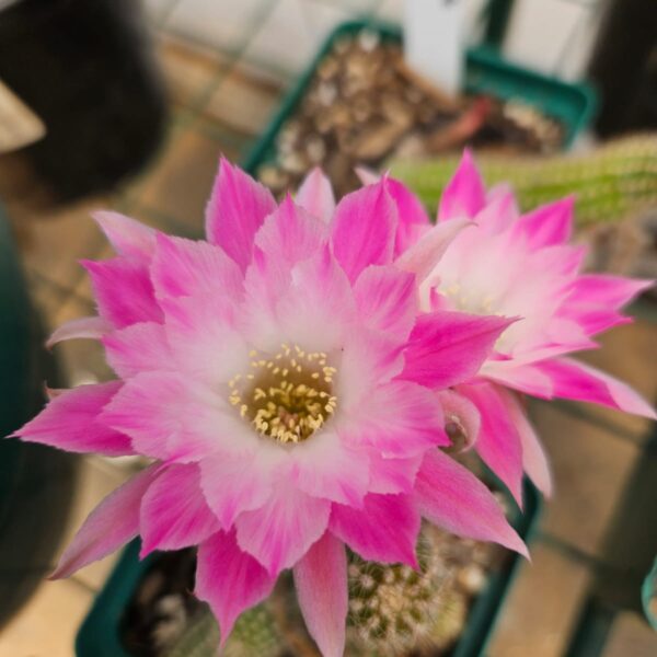 Echinopsis - Peanut Cactus - Penny Lane