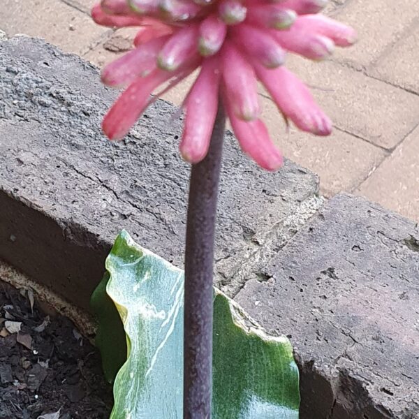 Veltheimia