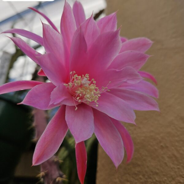 Aporocactus - Rattails - Pricilla