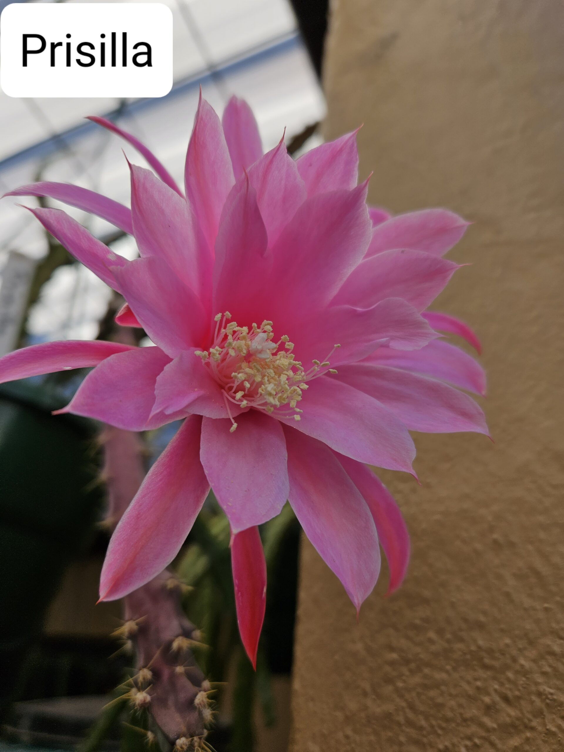 Aporocactus - Rattails - Pricilla
