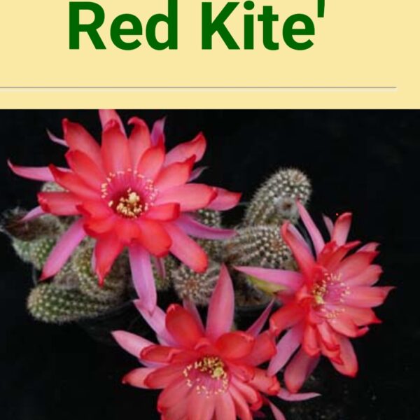 Echinopsis - Peanut Cactus - Red Kite