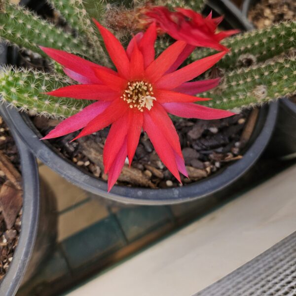 Echinopsis - Peanut Cactus - Red sharp edge