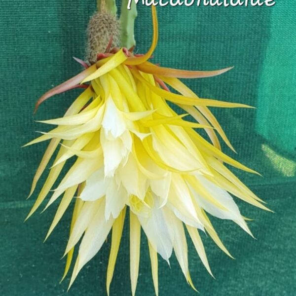 Selenicereus Macdonalidiae