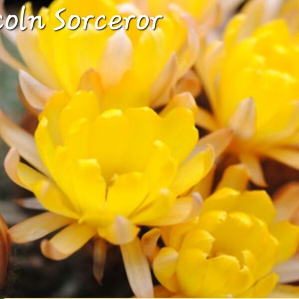 Echinopsis - Peanut Cactus - Sorceror